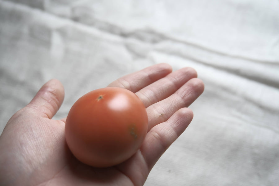 北海道産 特別栽培フルーツトマト トマティーナ 優品10玉・12玉